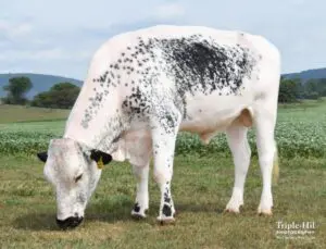 Carl-with-watermark-600x457