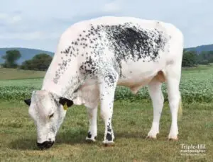 A white cow with black spots grazing in a grassy field.