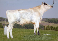 A white cow with black markings standing on grass.