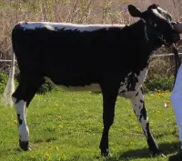 Black and white cow standing on green grass outdoors.