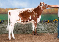 A brown and white cow standing on dirt ground.