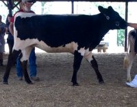 A black and white cow walking indoors with blue hoof protectors.